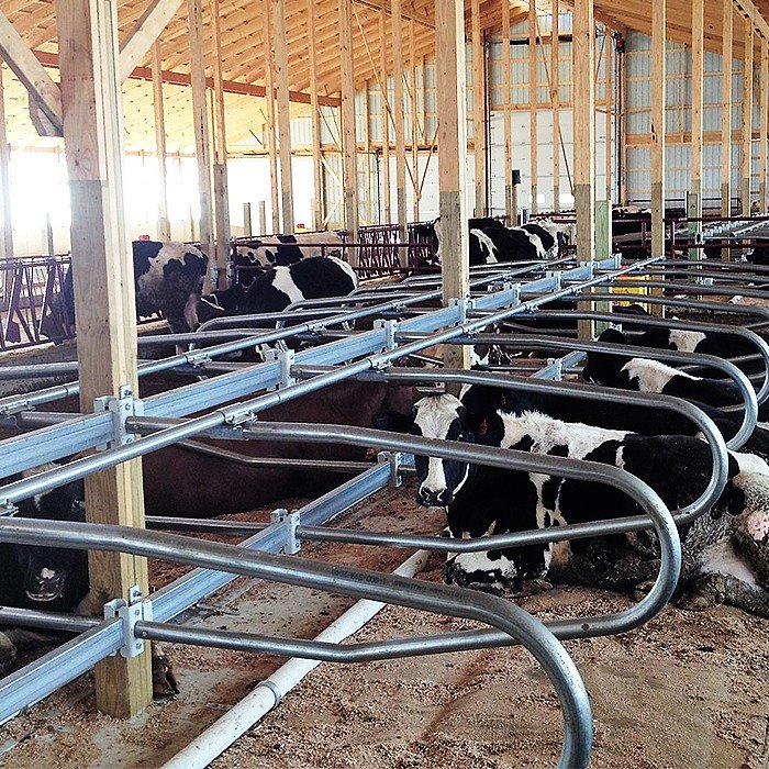 quality cow free stalls