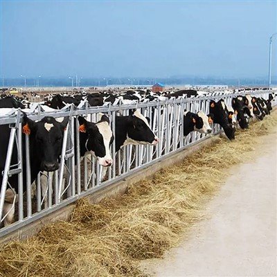 Gerai Percuma Untuk Lembu Tenusu